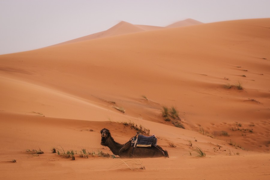 Quelles sont les activités touristiques populaires dans le désert du Sahara ?