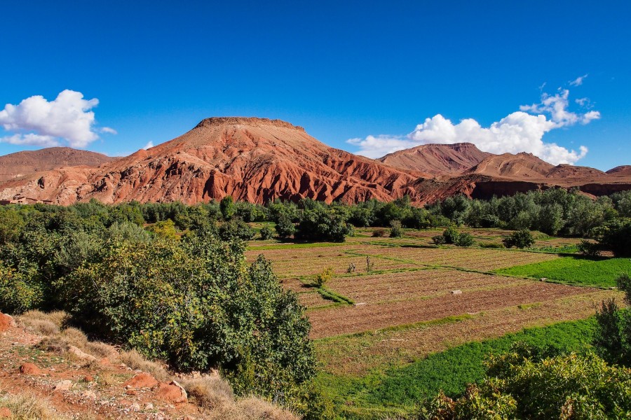 Quelles sont les espèces de plantes et d'animaux que l'on peut trouver dans les gorges du Dadès ?